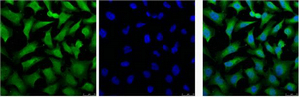 Cytokeratin 18 Mouse Monoclonal Antibody (1B3)