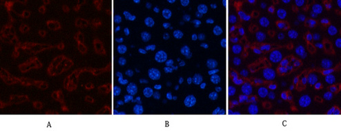 Collagen III Mouse Monoclonal Antibody(Q76)