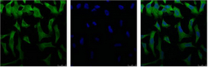 eIF4A1 Mouse Monoclonal Antibody