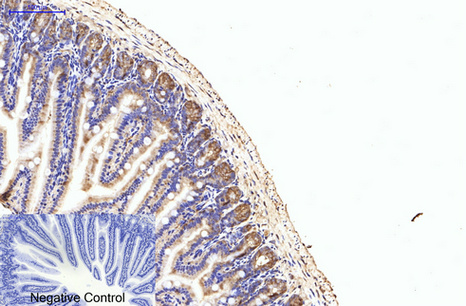 eIF4A1 Mouse Monoclonal Antibody