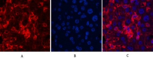 α Skeletal Muslce Actin Mouse Monoclonal Antibody(4B11)