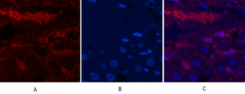 α Skeletal Muslce Actin Mouse Monoclonal Antibody(4B11)