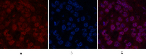 Histone H2B Mouse Monoclonal Antibody