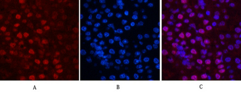 Histone H2B Mouse Monoclonal Antibody