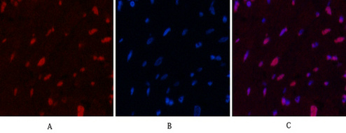 Histone H2B Mouse Monoclonal Antibody