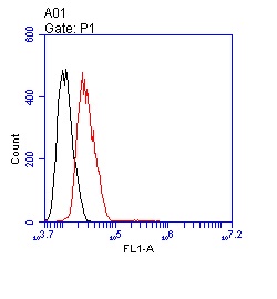 ENO1 Rabbit mAb