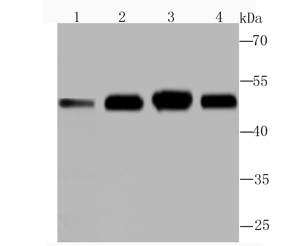 ENO1 Rabbit mAb