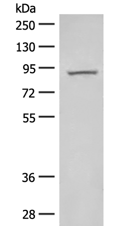 HOOK2 antibody