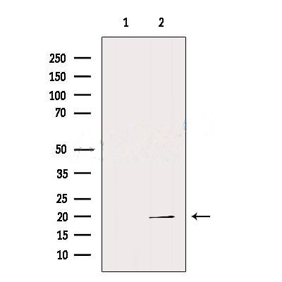 REG3G Antibody