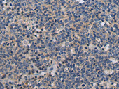 PKMYT1 Antibody