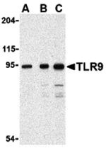 TLR9 Antibody