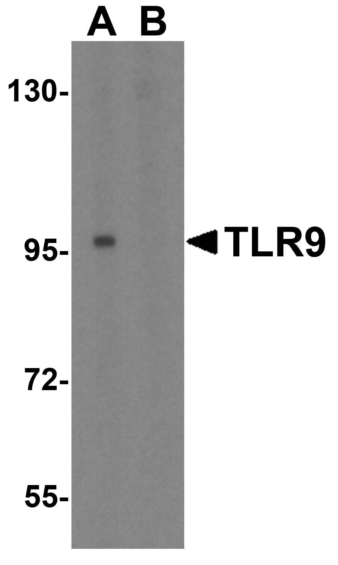 TLR9 Antibody