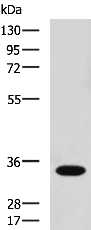 HSD17B13 Antibody