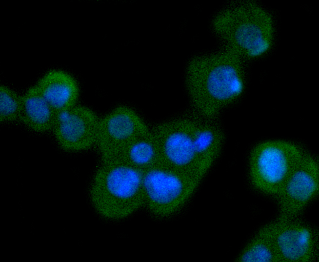 Bcl10 Antibody - SAB | Signalway Antibody