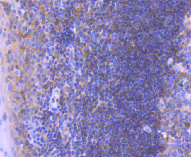 Bcl10 Rabbit mAb