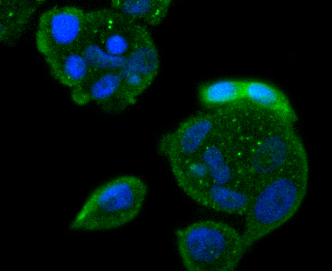 Bcl10 Rabbit mAb