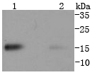 TWEAKR Rabbit mAb