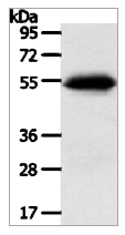 SLC7A5 Antibody