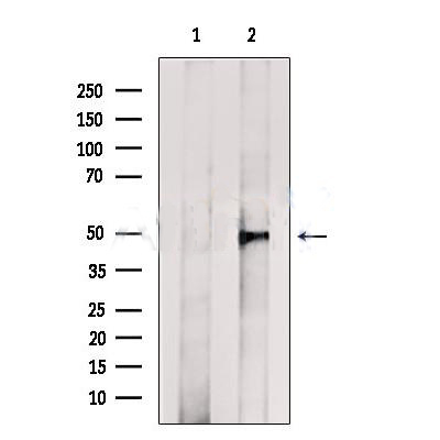 MYCN Antibody