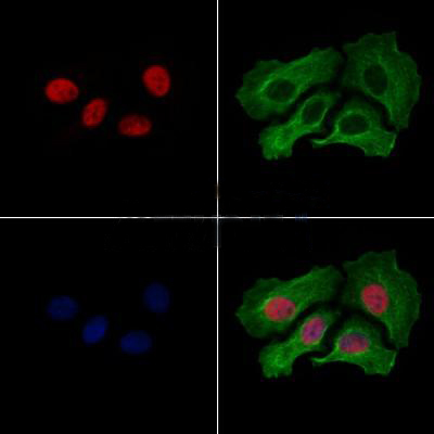 MYCN Antibody