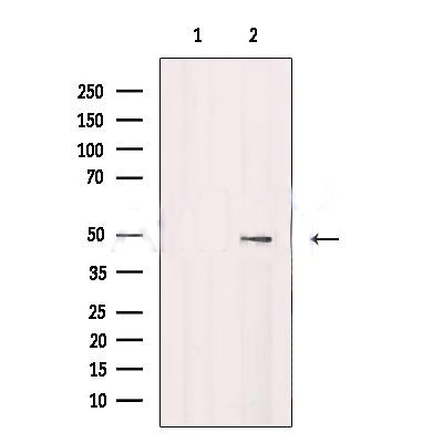 MYCN Antibody