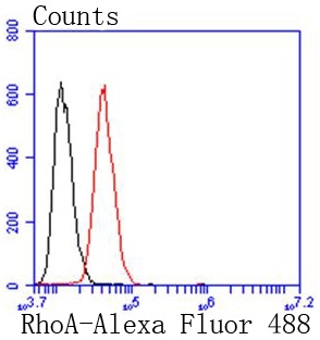 RhoA Rabbit mAb