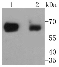 SHP2 Rabbit mAb