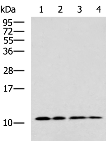 CCL17 Antibody