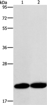 RAB26 Antibody