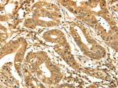 RAB26 Antibody