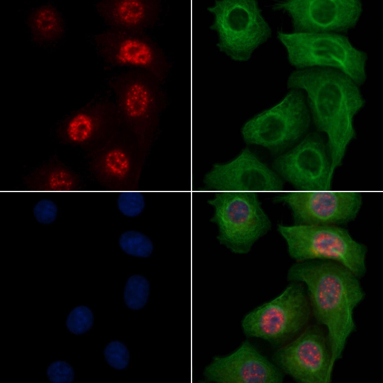 SHP-1 (Phospho-Tyr564) Antibody