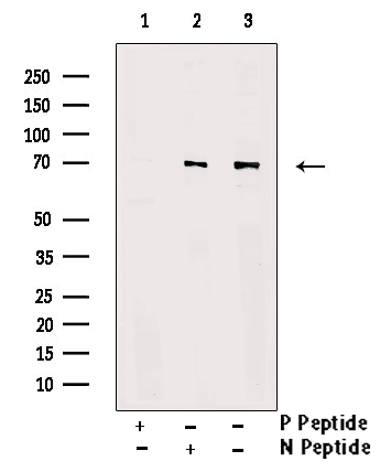 SHP-1 (Phospho-Tyr564) Antibody