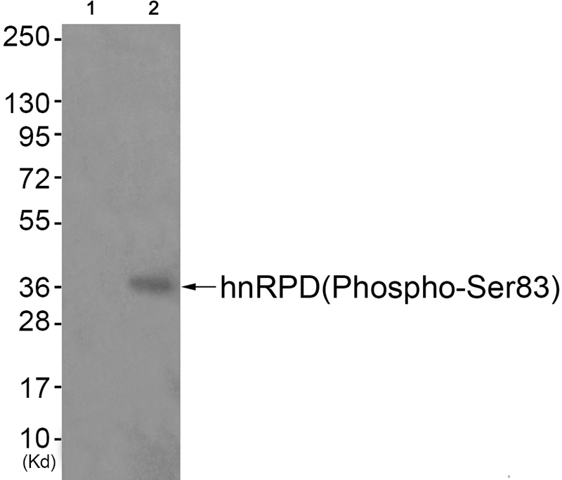 hnRPD (Phospho-Ser83) Antibody