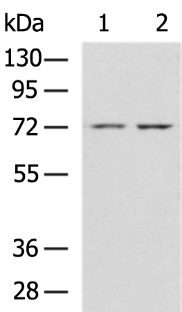 CEACAM8 Antibody