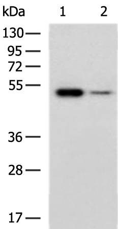 FGL2 Antibody