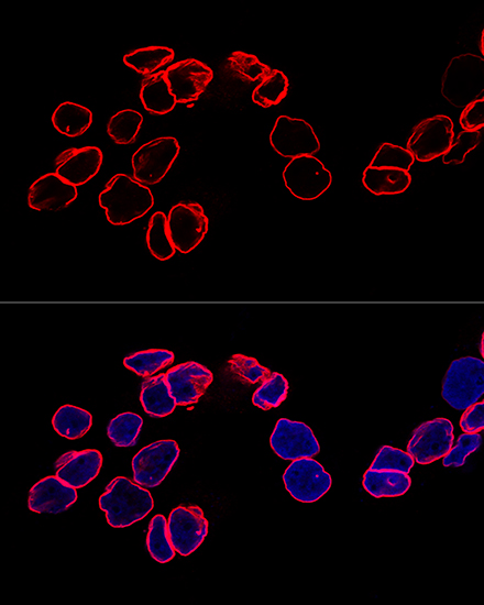 LMNA Antibody