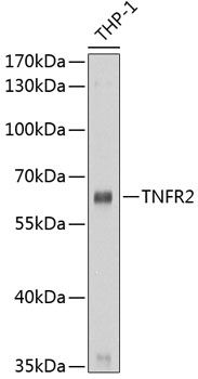 TNFRSF1B Antibody