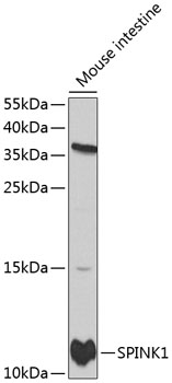 SPINK1 Antibody