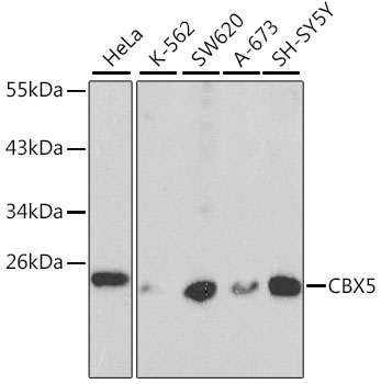 CBX5 Antibody