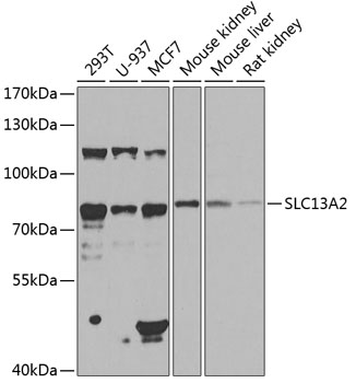 SLC13A2 Polyclonal Antibody