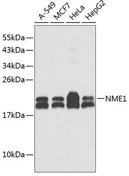 NME1 Antibody