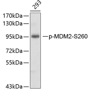 MDM2(Phospho-Ser260) antibody