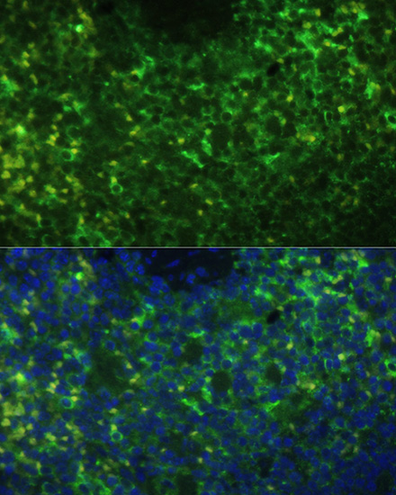 CD40 antibody