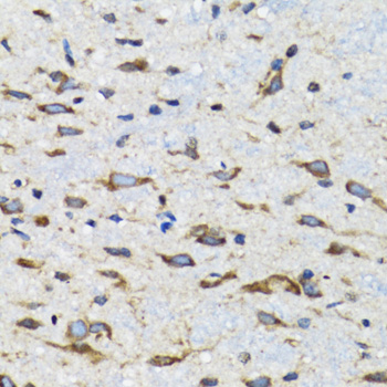 CDK1 Antibody