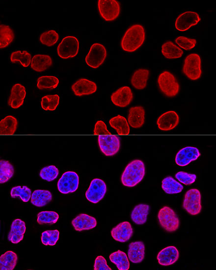 LMNA Antibody