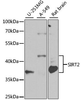 SIRT2 Antibody