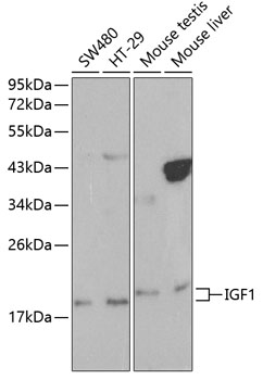 IGF1 Antibody