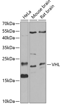 VHL Antibody