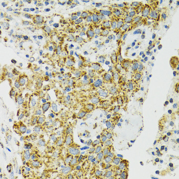 HSPA9 Antibody