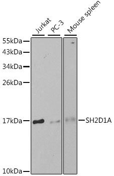 SH2D1A Antibody